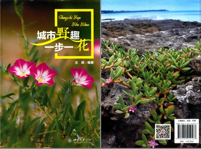 《城市野趣 一步一花》常见野花 识别植物 发现大自然的美 [pdf]