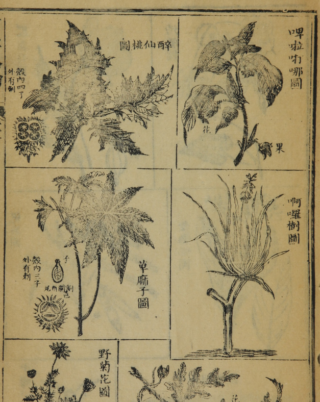 西医略论.英国.合信.清.管茂材撰.美国国家医学图书馆藏清咸丰7年（1857）刊本.pdf【195.6M】